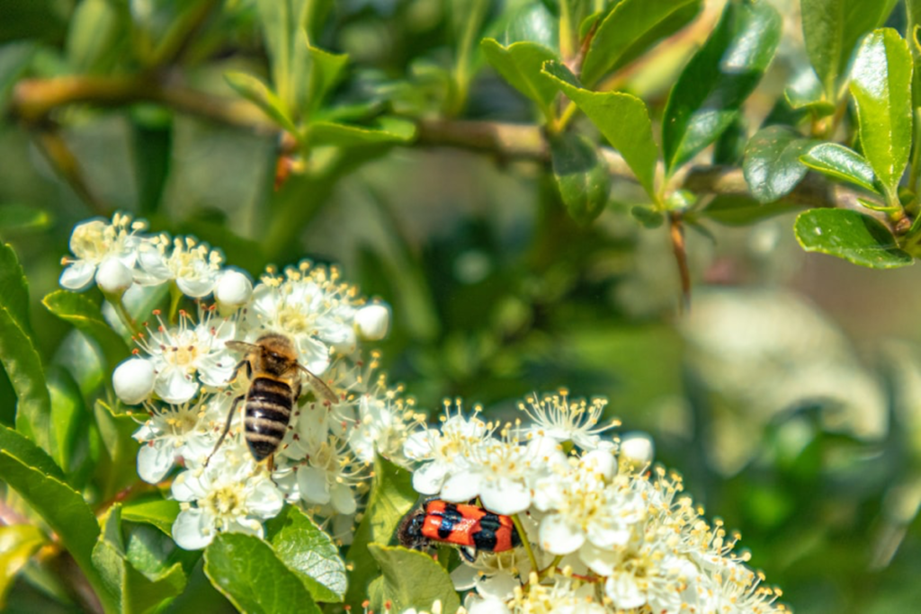 5 Natural Ways to Keep Bees Away from Your Home