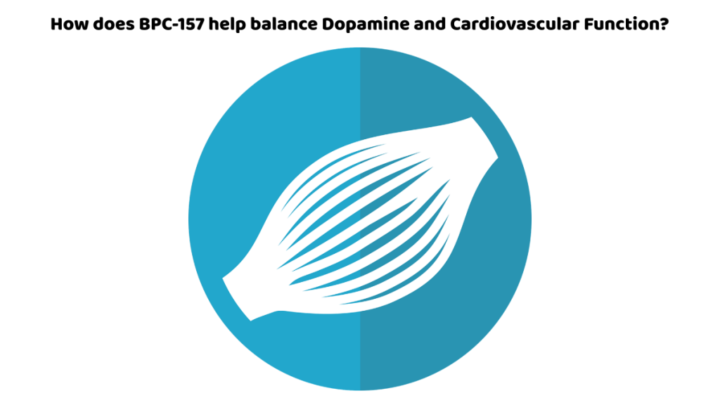 How does BPC-157 help balance Dopamine and Cardiovascular Function?