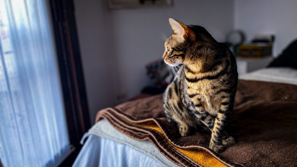 10 Top Benefits Of Owning A Bengal Cat