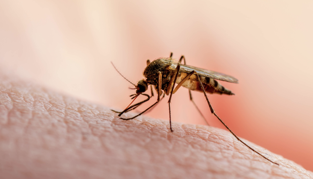6 Most effective Tips to Trap Mosquitoes