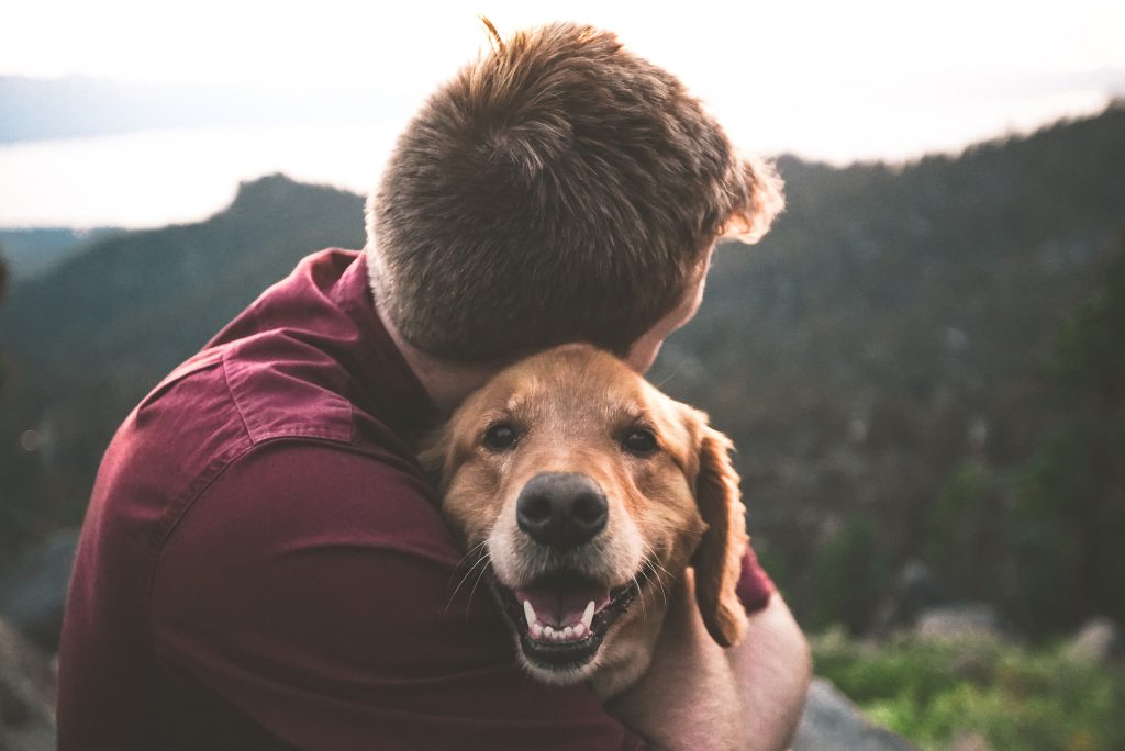 Is It Better To Cremate or Bury a Pet?