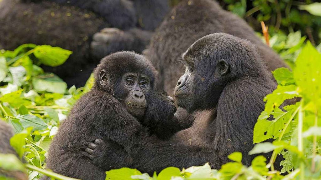 The 3 Wonders of Bwindi Impenetrable National Park