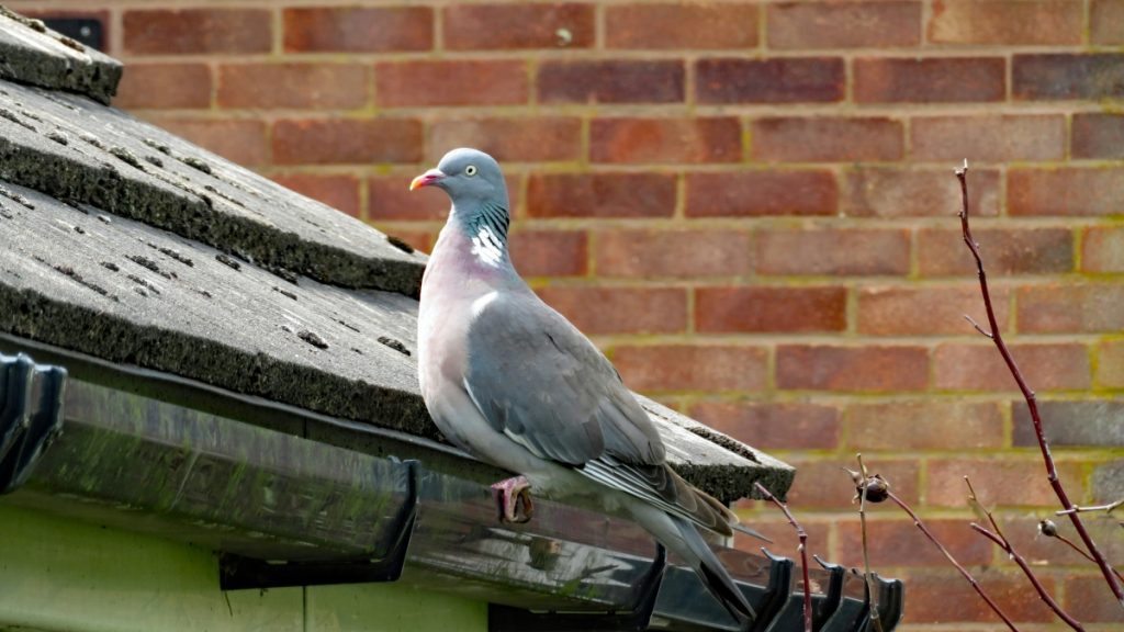 7 Tell-Tale Signs That Your Home Gutters May Need Replacement