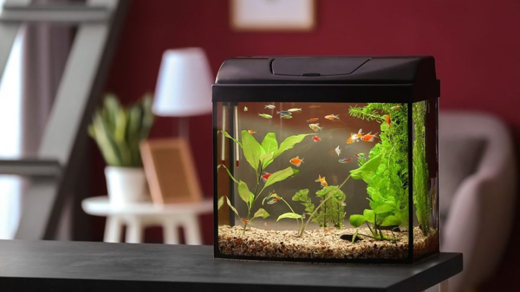 Benefits of Fishkeeping in Your Condo