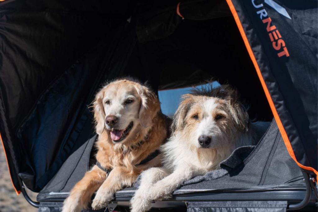 Image 1 of Pet-Friendly Road Trip Camping Tips That Make the Journey Feel Easier Than the Destination