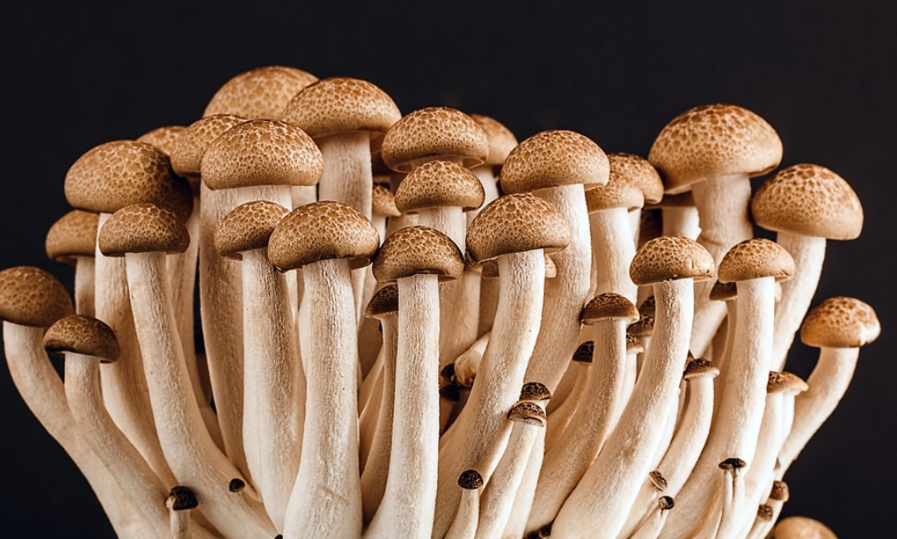 Opting for Delta-9 Edibles for Effective Mood Regulation: How to Go About It? edible